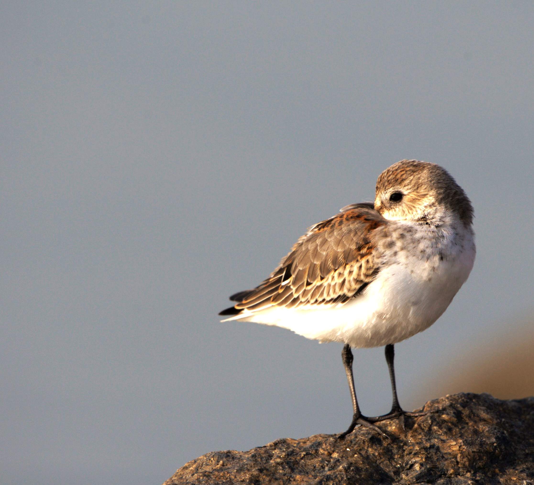 大滨鹬休息的铁嘴