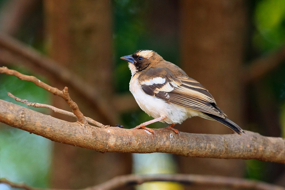 纹胸织雀plocepassermahali