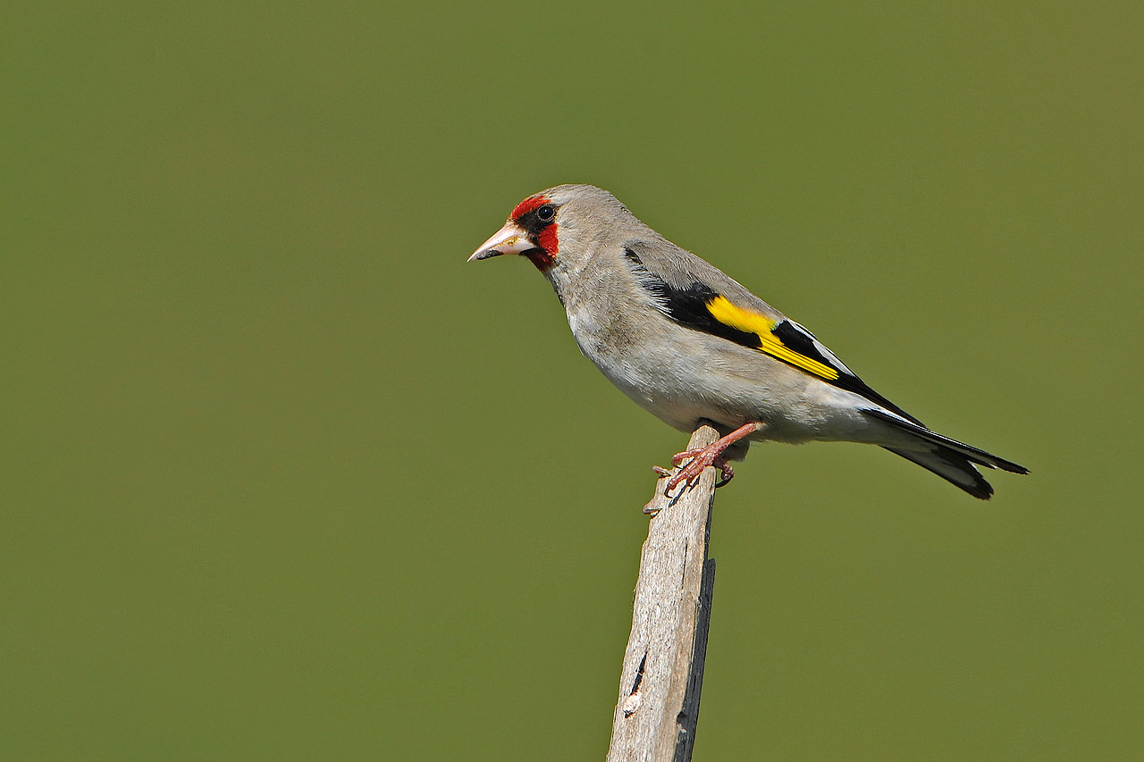 红额金翅雀红额金翅雀