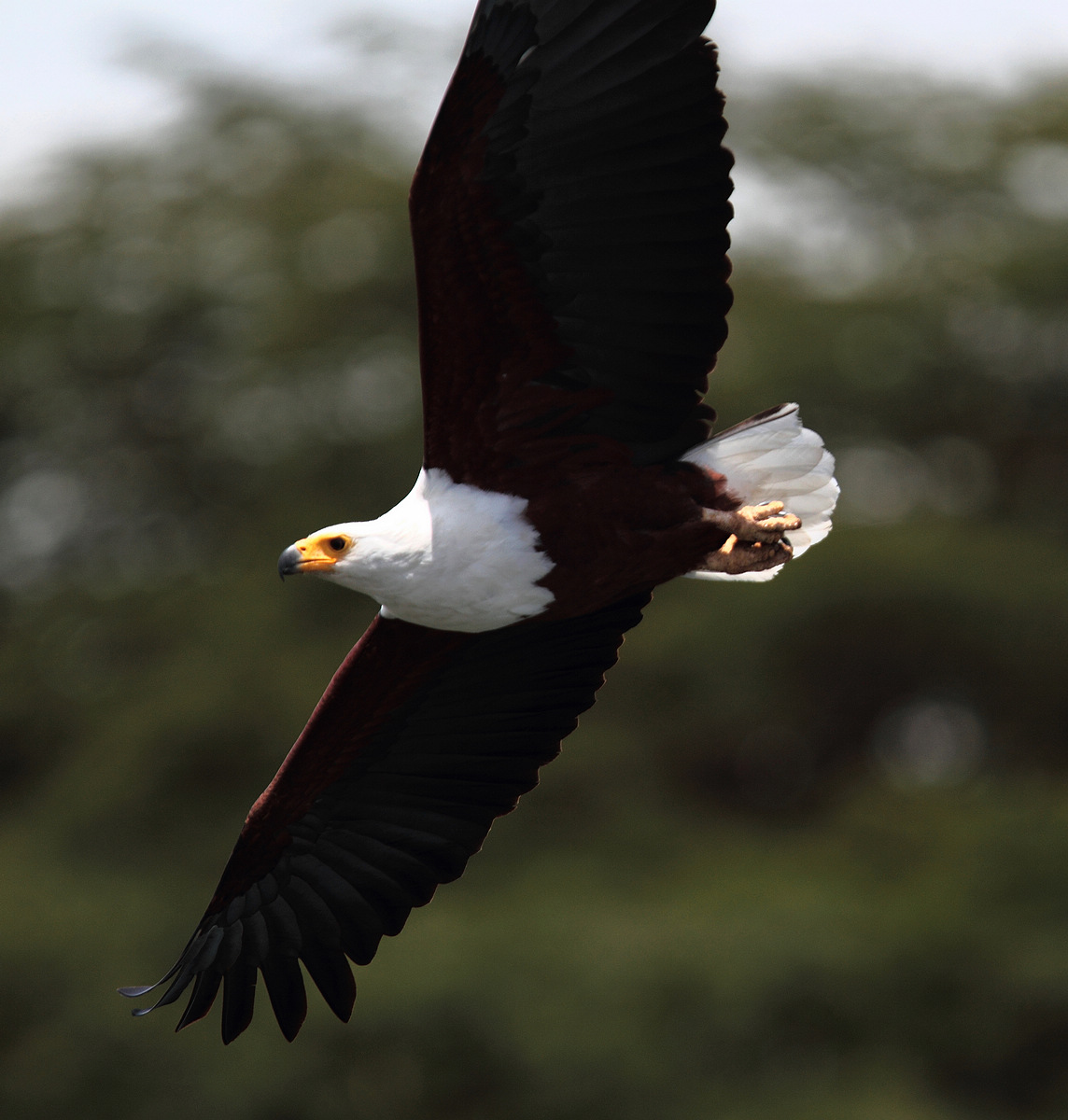 肯尼亚-非洲海雕