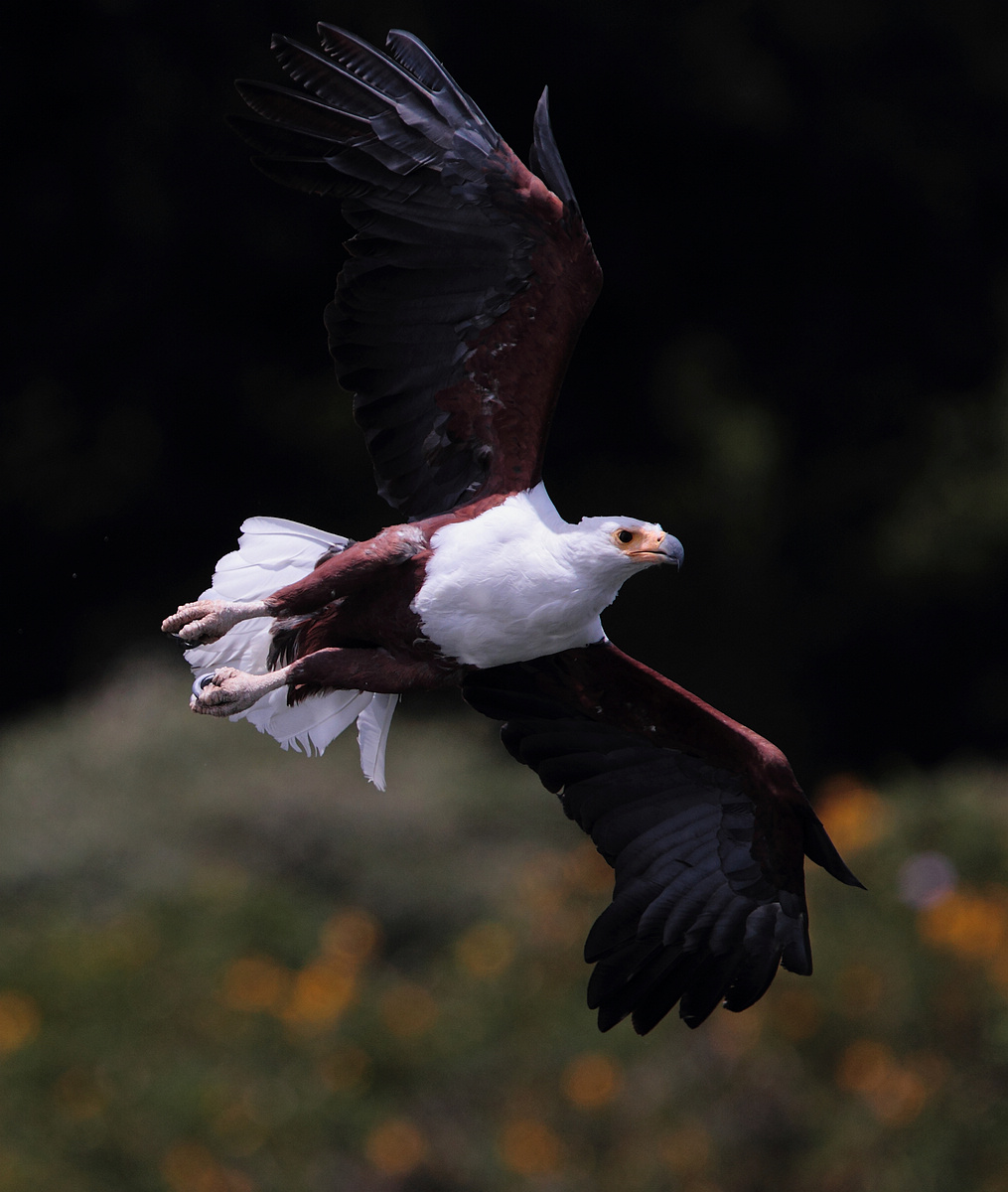 肯尼亚-非洲海雕