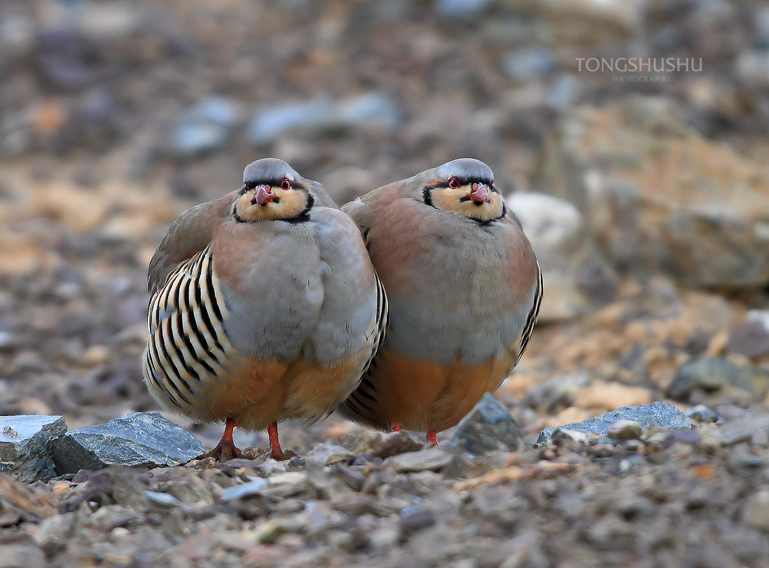 石鸡有趣的石鸡