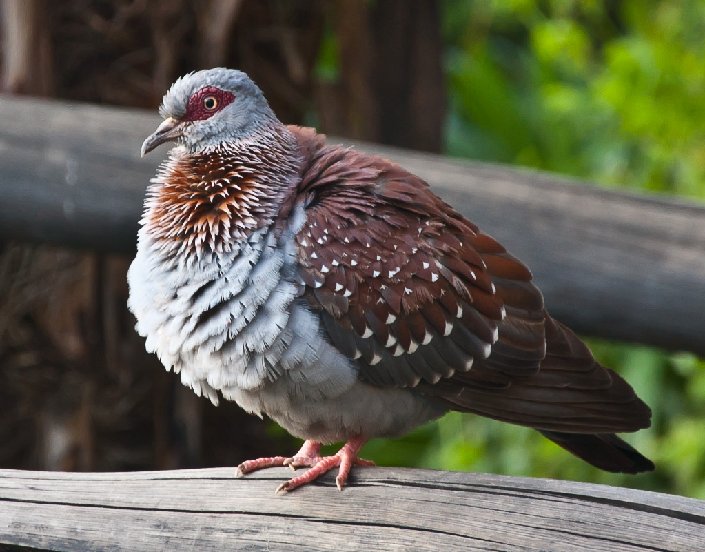 发情期的点斑鸽speckledpigeon