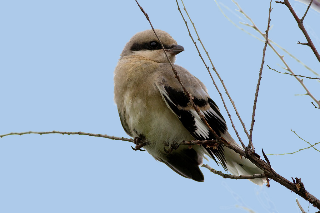 楔尾伯劳(幼鸟)