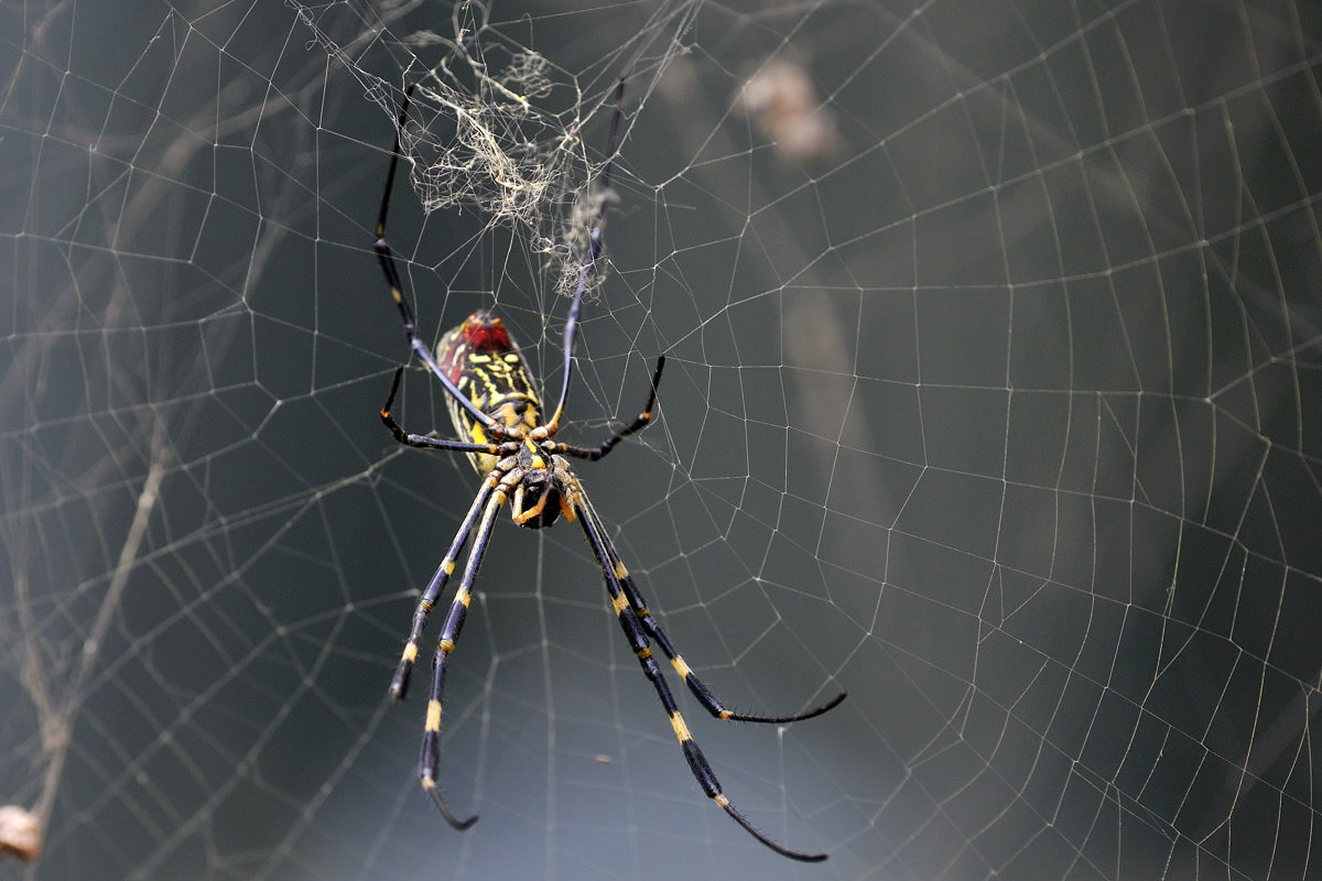 大鸟副产品络新妇