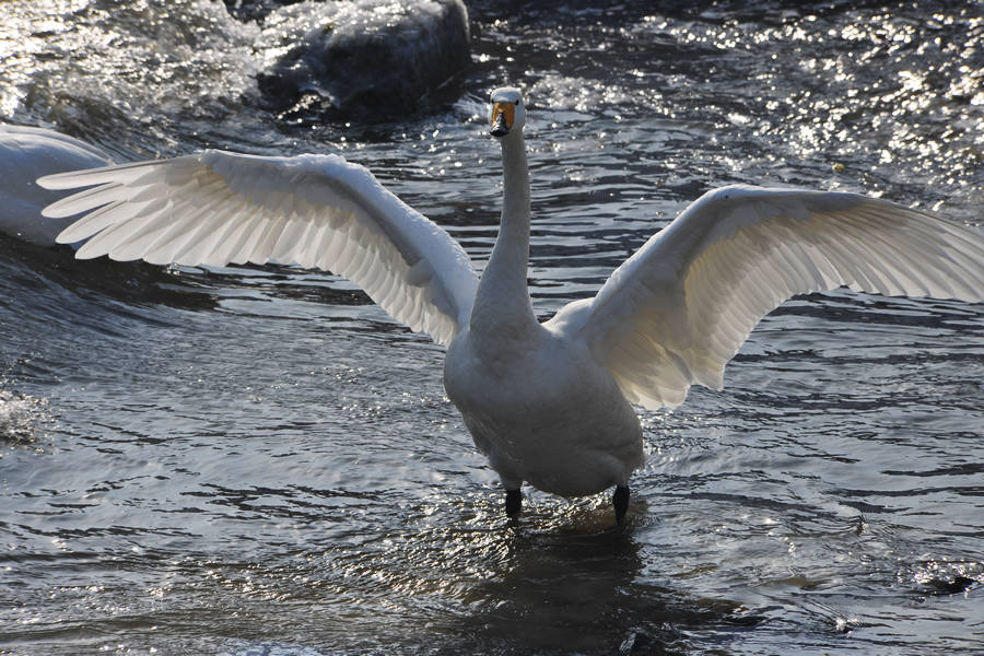 天鹅展翅