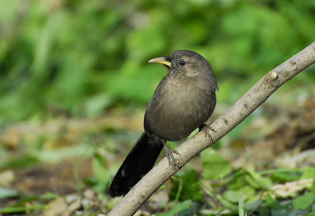 三道眉草巫黃腹山雀白眉鶇等林鳥