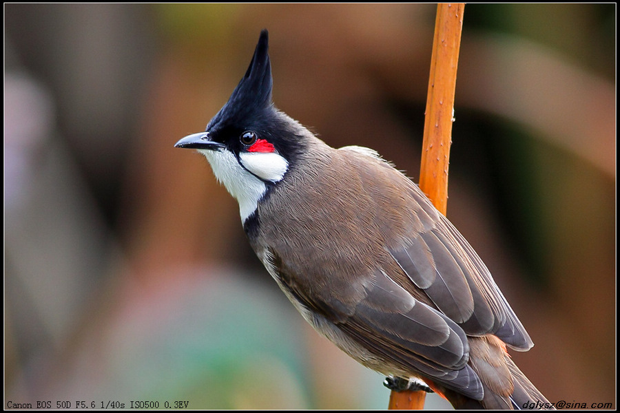 祝贺并闲话广东省鸟