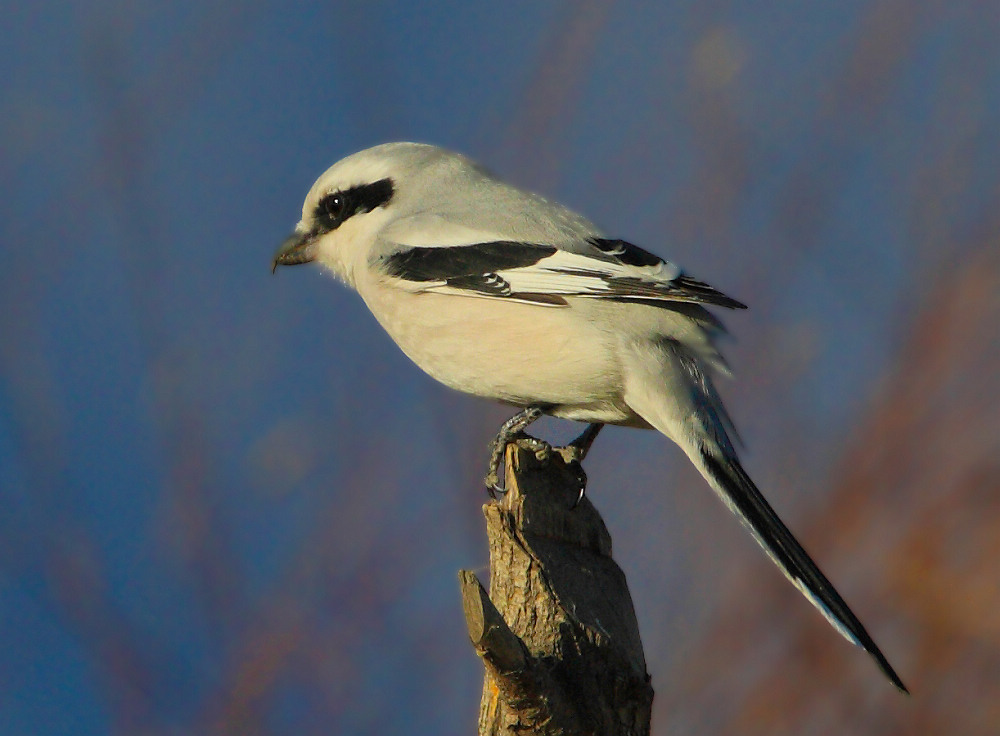 野鸭湖的楔尾伯劳
