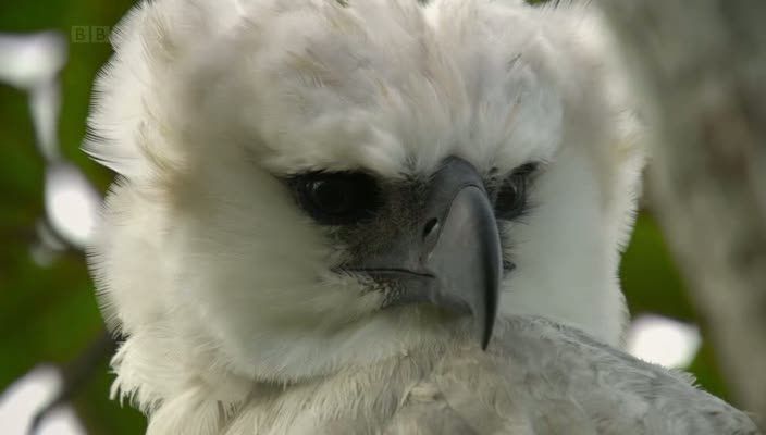 bbc关于"南美角雕(哈佩雕)"的纪录片,非常值得一看与大家分享!