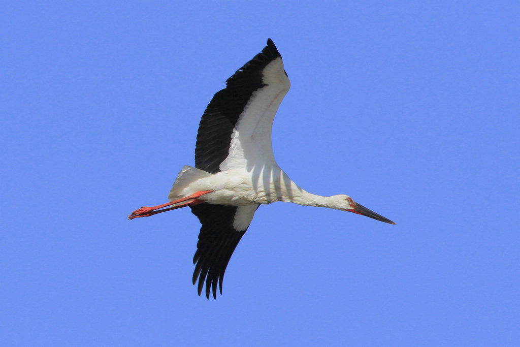 老鹳围我绕行一周