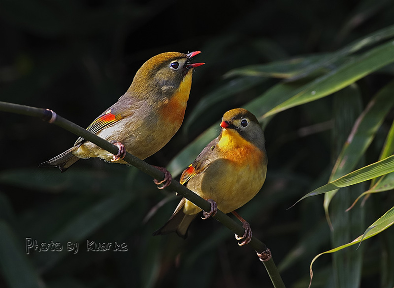 紅嘴相思鳥紅嘴相思鳥一組