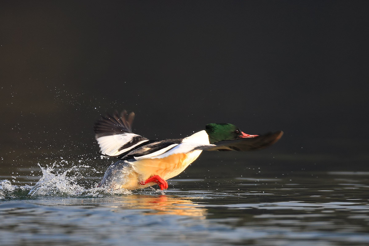 红嘴蓝鹊汉中欢迎您