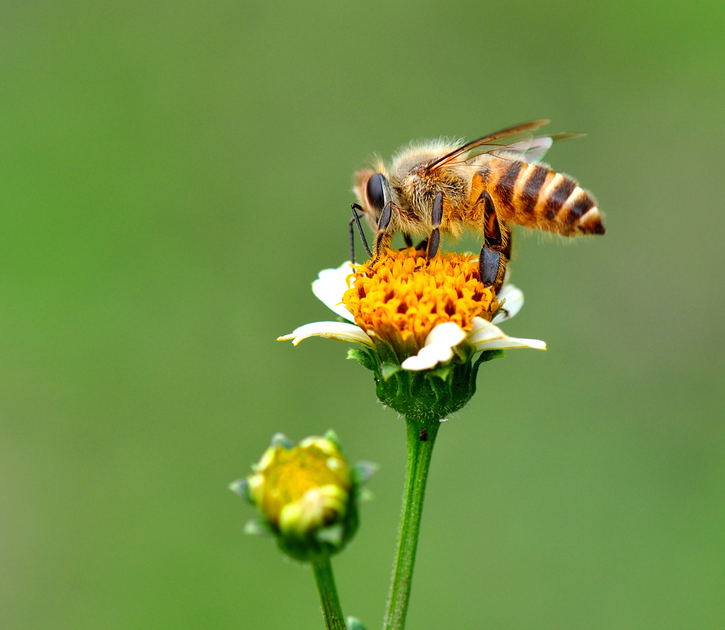 《一组小蜂子》