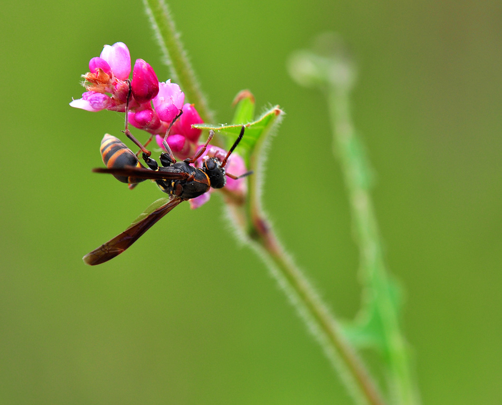 《一组小蜂子》