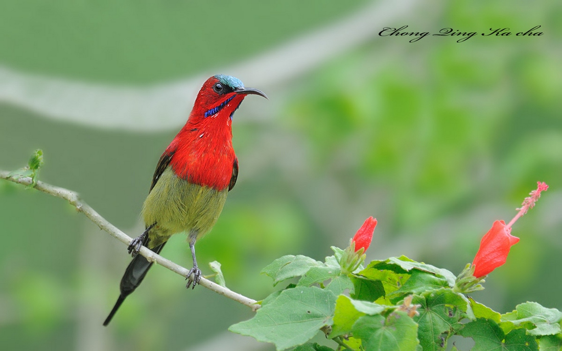 (黄腰太阳鸟)黄腰太阳鸟〔1