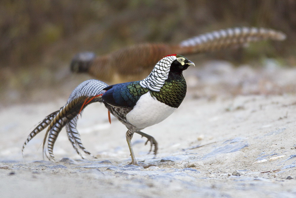 林鸟白腹锦鸡再探川西之白腹锦鸡