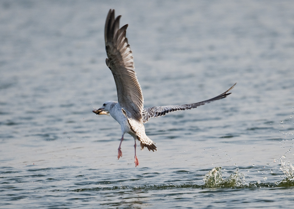 一组海鸥捕鱼图片