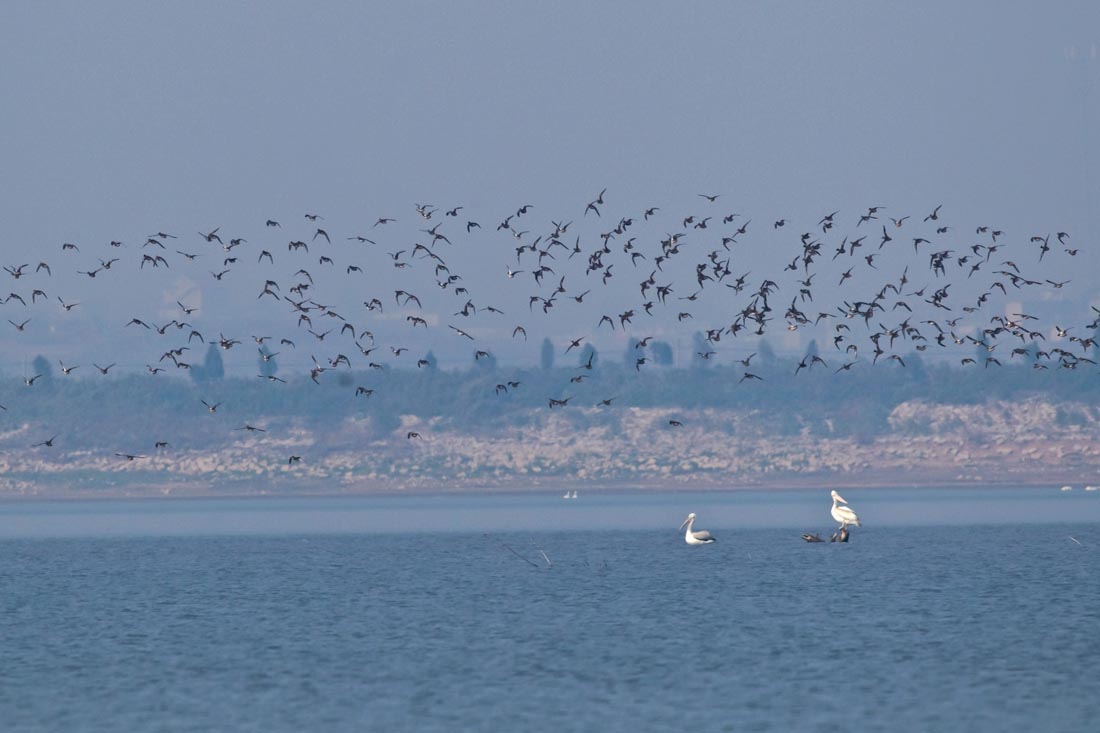 升金湖鸟的天堂