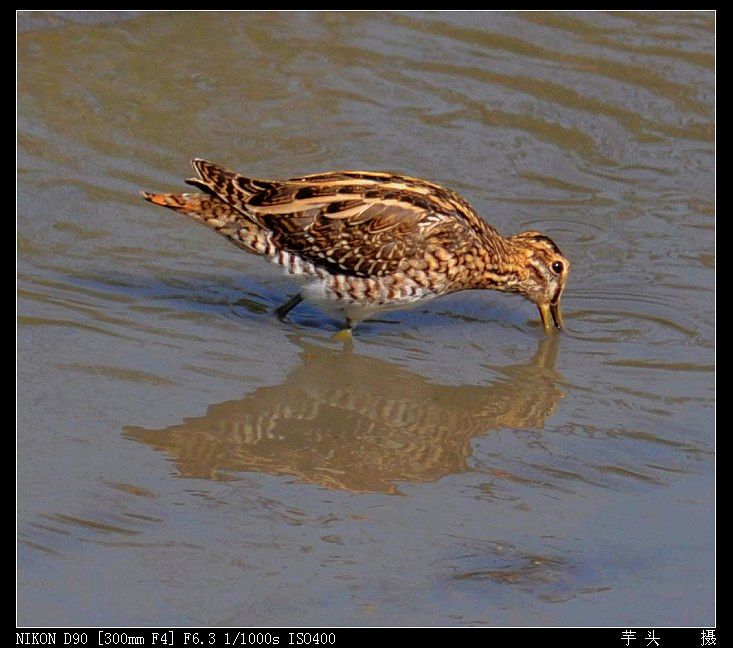 丘鷸覓食 - 水鳥版 waterbirds 鳥網