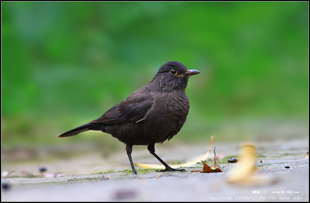 烏鶇也是鳥啊