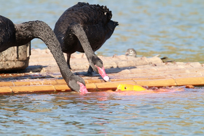 天鹅喂鱼