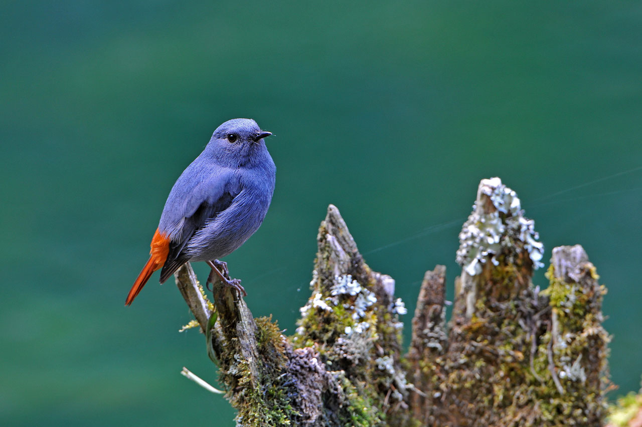 (红尾水鸲)铅色水鸫.台湾特有