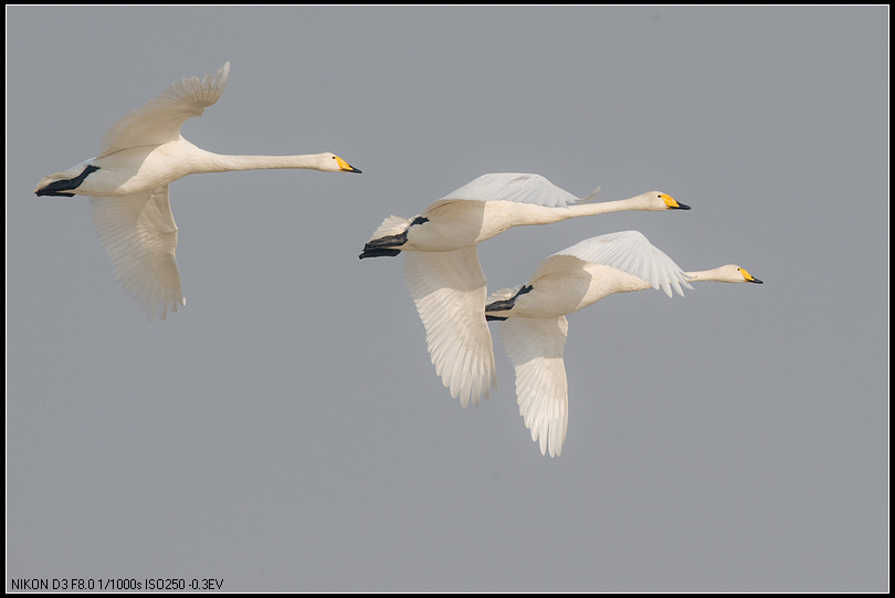 大天鹅飞翔的白天鹅