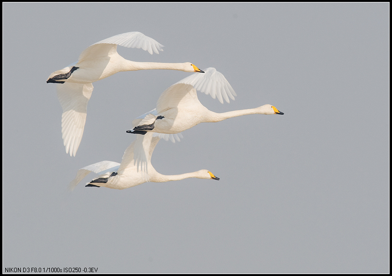 大天鹅飞翔的白天鹅