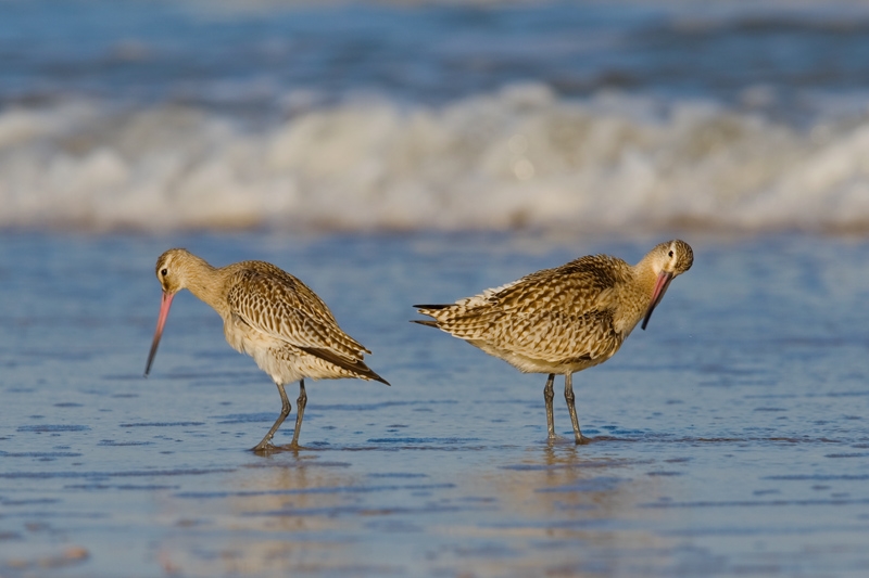 赶潮水的斑尾塍鹬