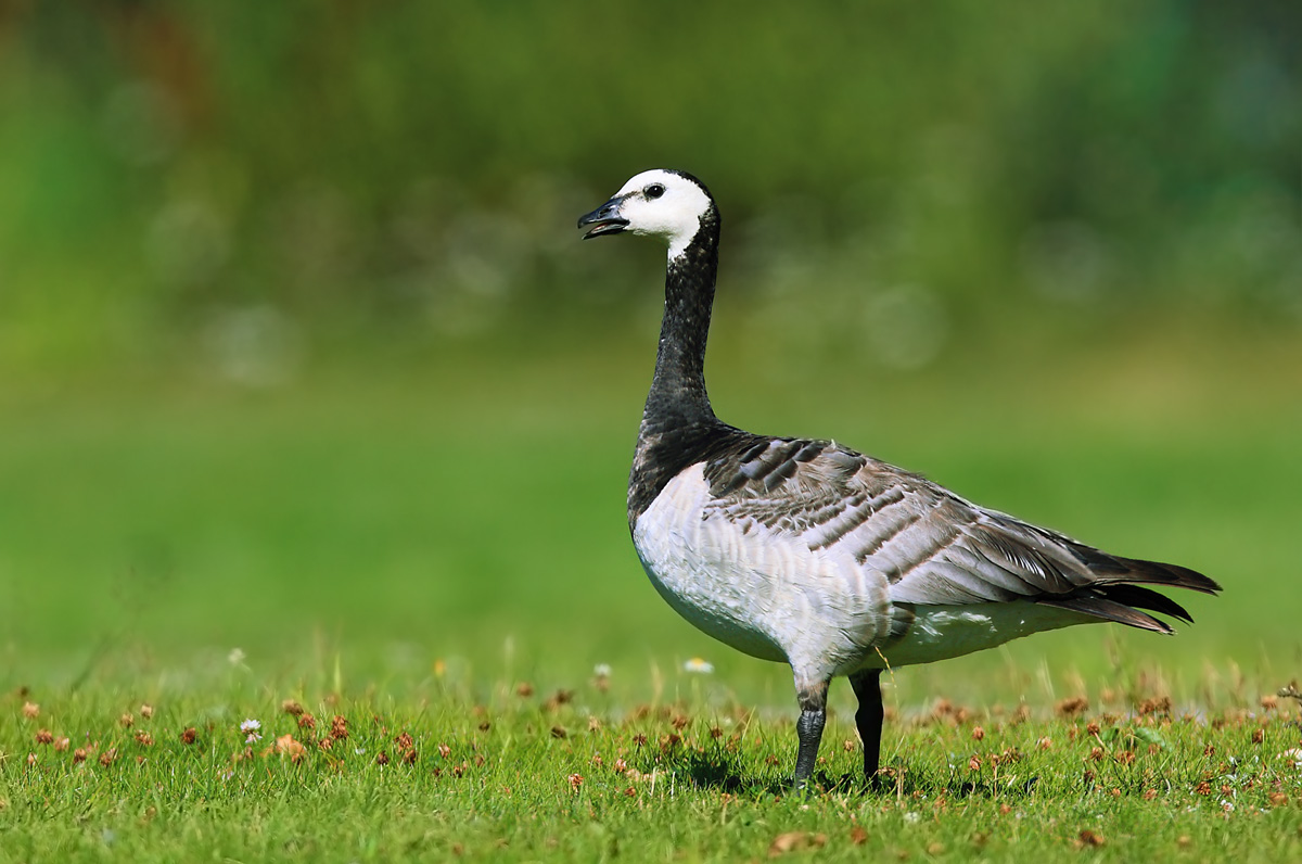 白颊黑雁barnacle goose