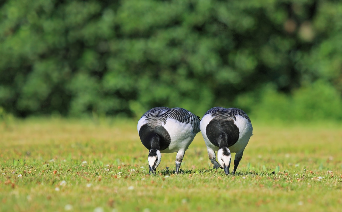白颊黑雁barnacle goose