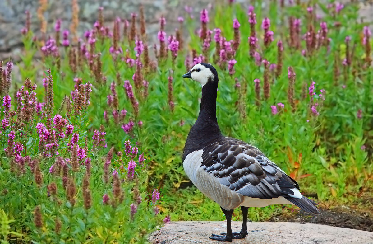 白颊黑雁barnacle goose