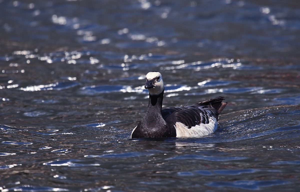 白颊黑雁barnacle goose