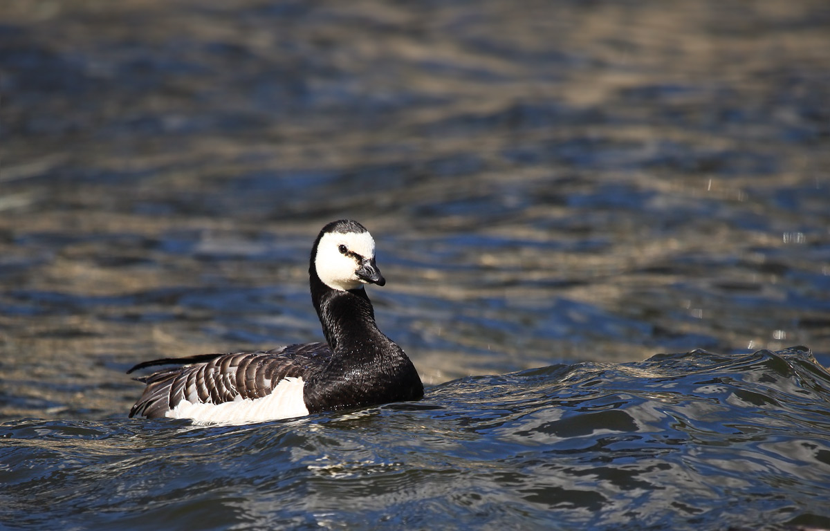 白颊黑雁barnacle goose
