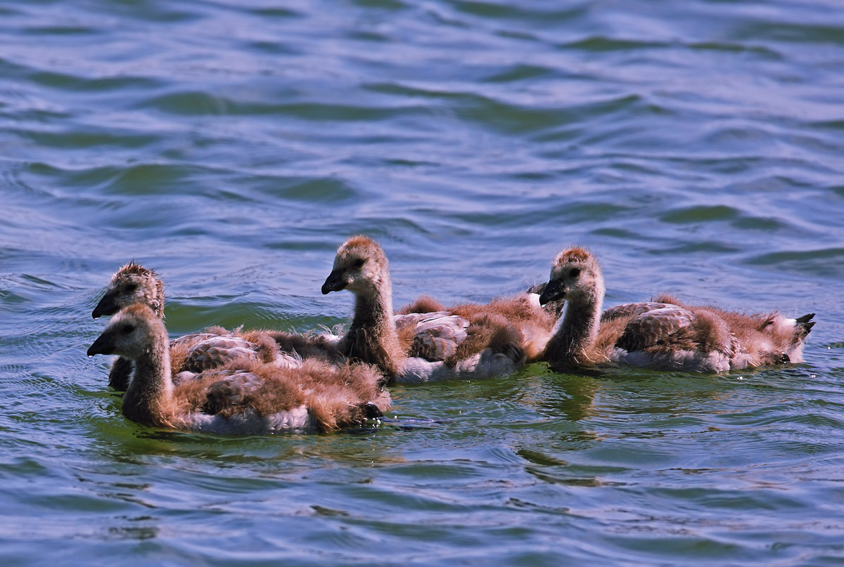 白颊黑雁barnacle goose