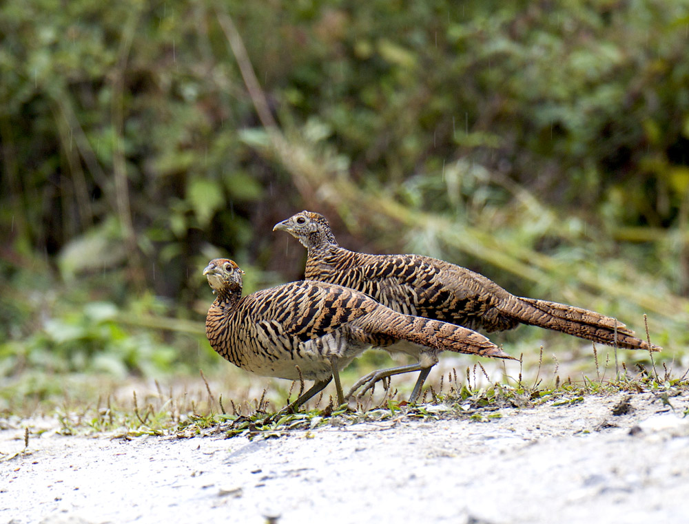 白腹锦鸡川西的白腹锦鸡