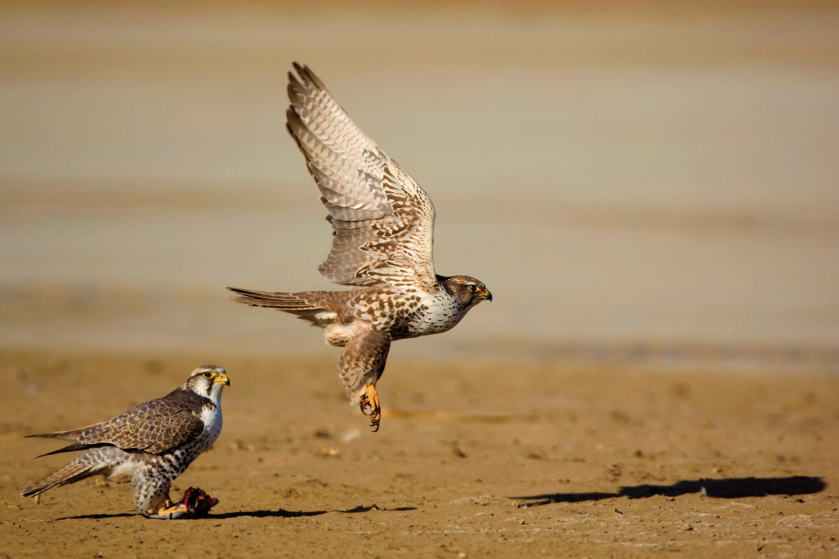 百福(幅)猎隼拜新年-----(结束语)