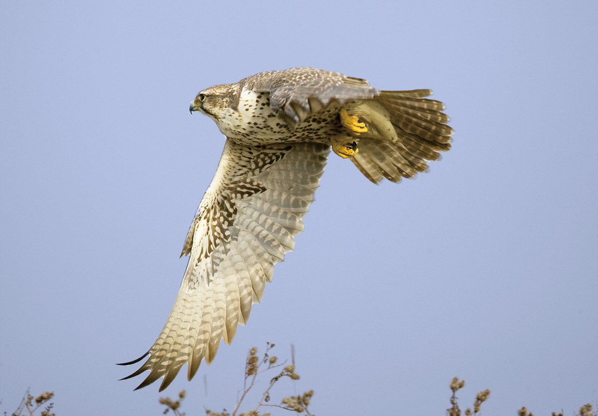 百福(幅)猎隼拜新年-----(结束语)