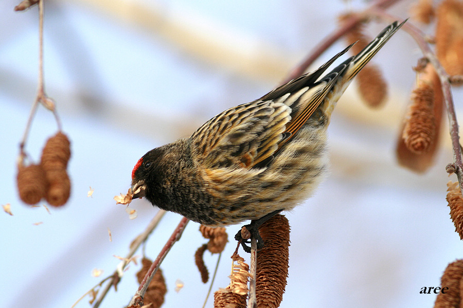 [林鳥] (紅腹灰雀)紅腰朱雀--及烏魯木齊地區冬季常見雀類