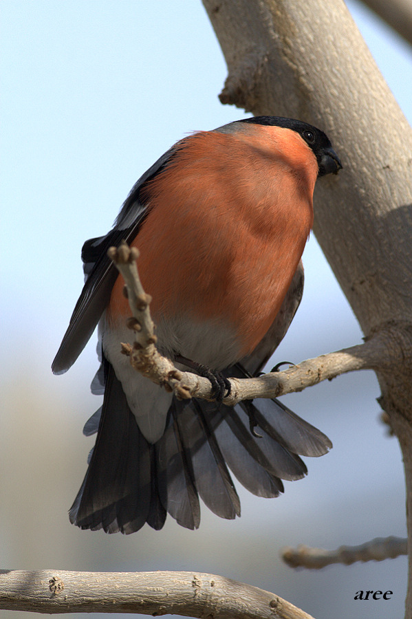 红腹灰雀红腰朱雀及乌鲁木齐地区冬季常见雀类