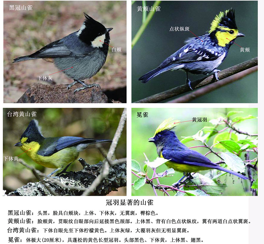 山雀类雀鸟的识别