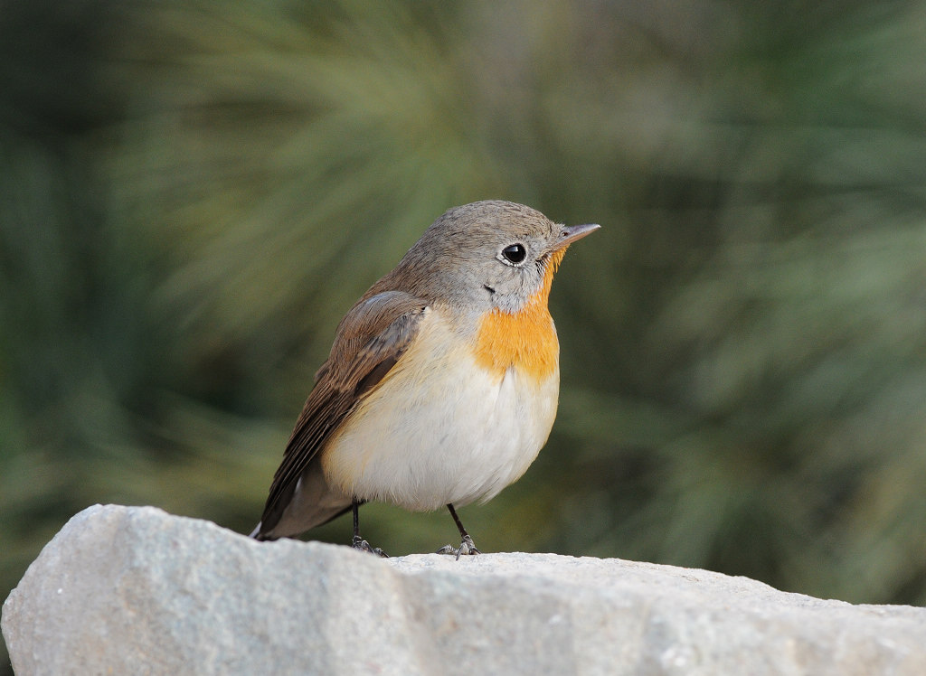 新拍鸟种红胸姬鹟