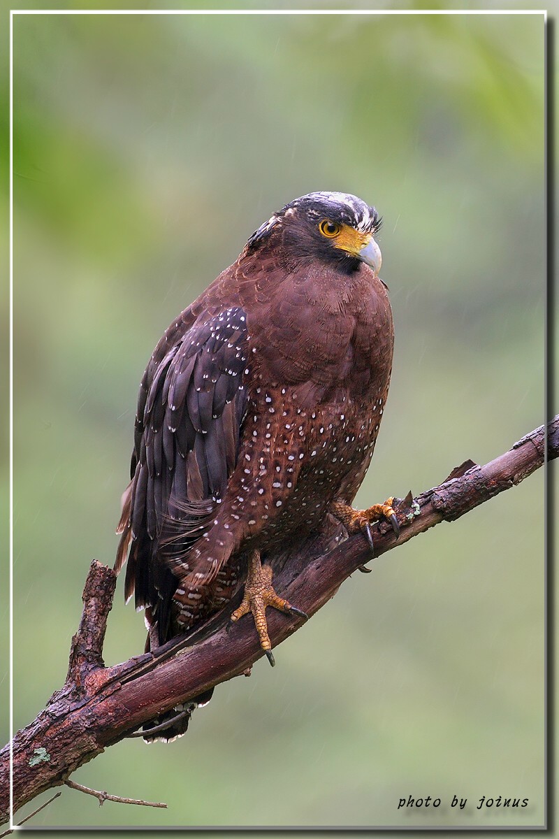 雨丝版蛇雕(请点大图看)