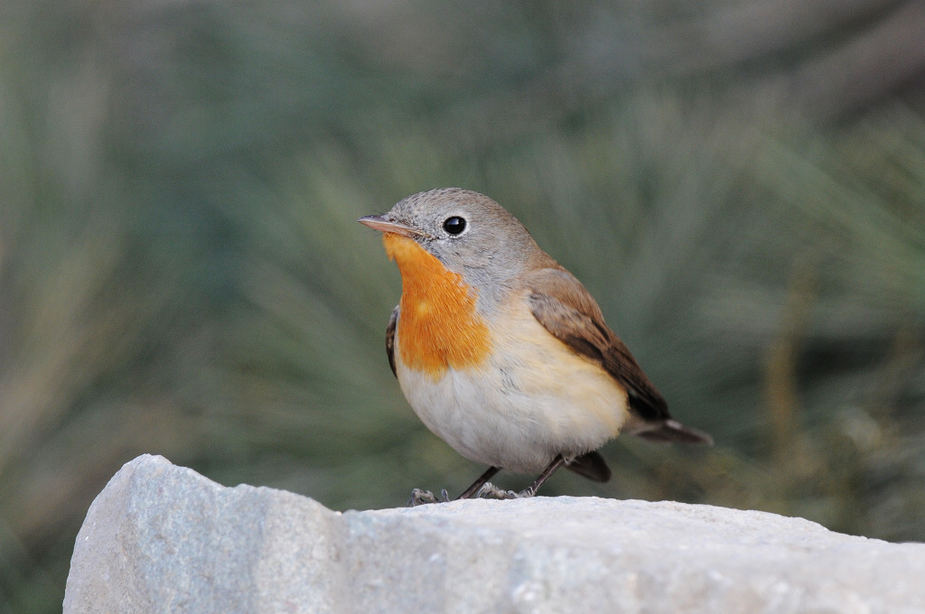 罕见鸟种红胸姬鹟