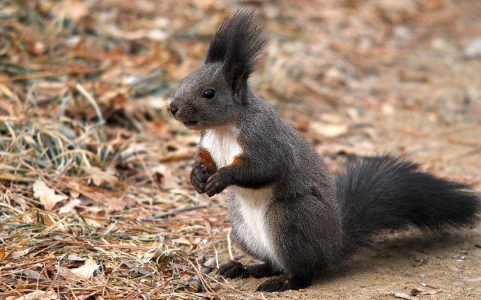 松林精灵 - 野生动物 wild animals 鸟网