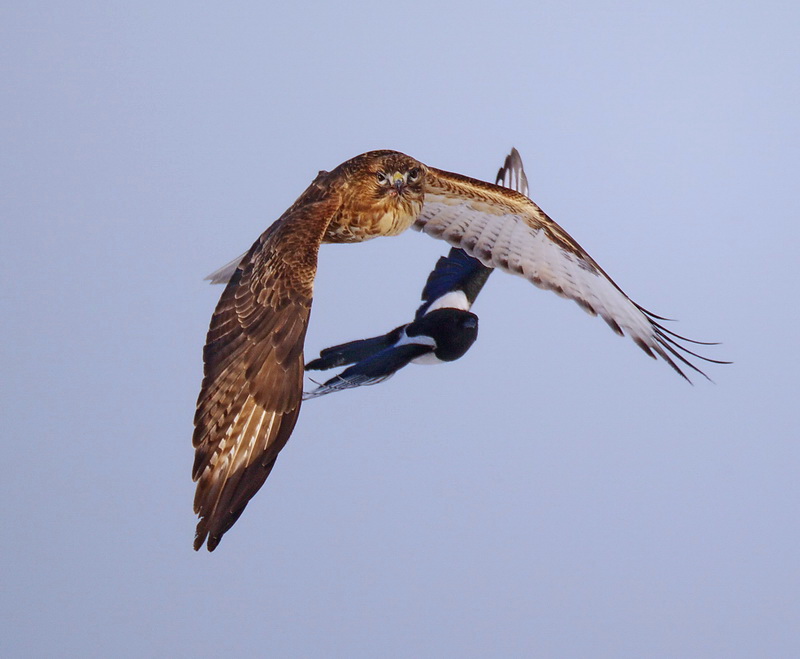 鵟与苍鹰谁厉害 8104803188961.jpg