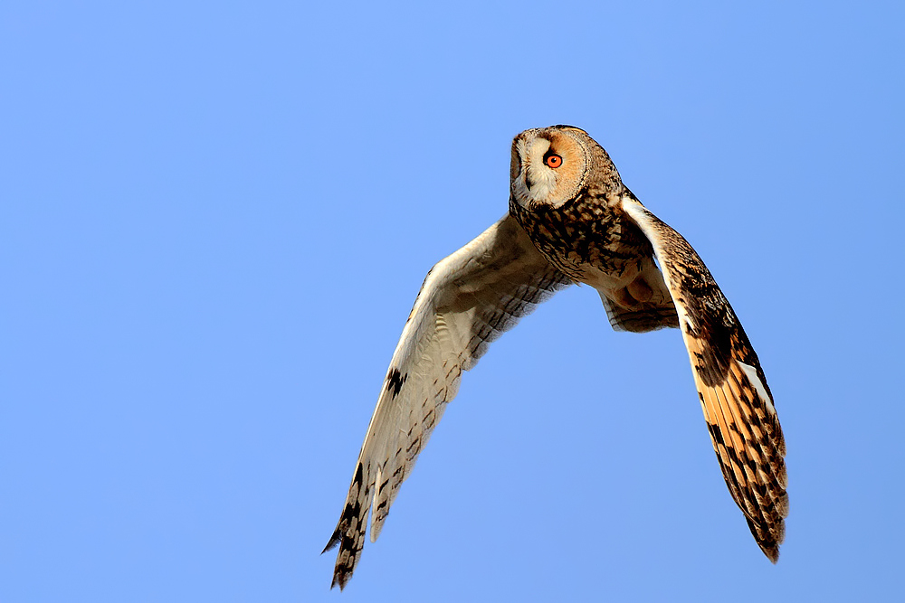 (长耳鸮) 今天的长耳枭