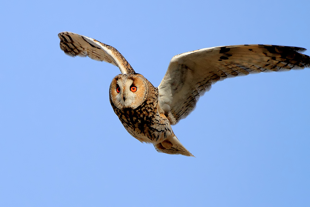 (长耳鸮) 今天的长耳枭