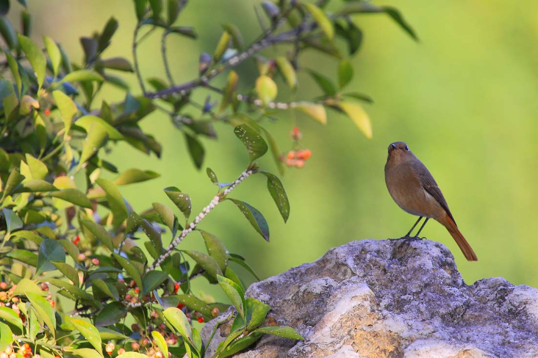一组黑喉红尾鸲